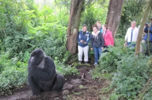 Gorilla Safaris