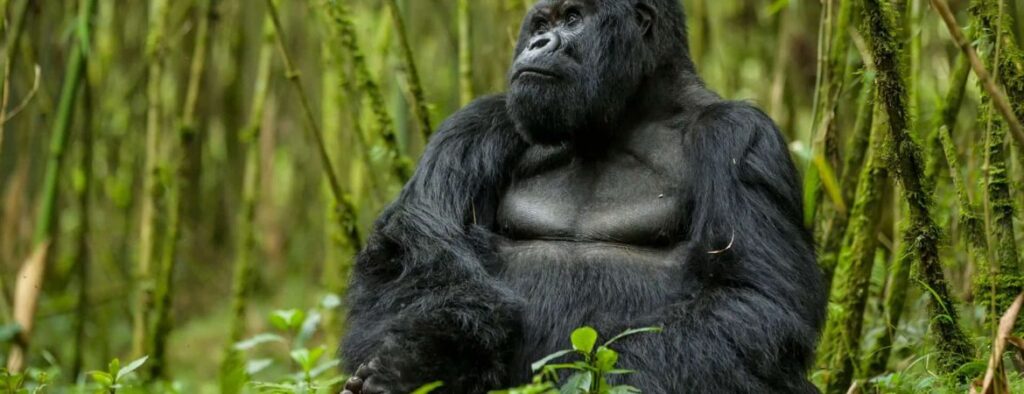 Gorilla Trekking Safaris: Uganda, Rwanda and DRC