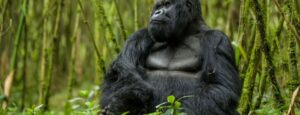  Gorilla Trekking Safaris: Uganda, Rwanda and DRC