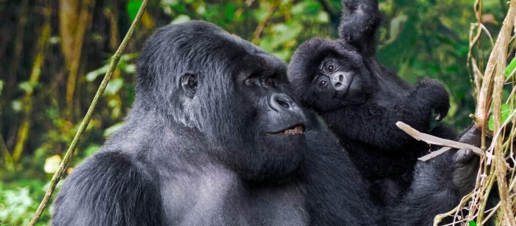 Gorilla Trekking Tips