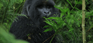 Gorilla Trekking in Bwindi Vs Mgahinga National Park
