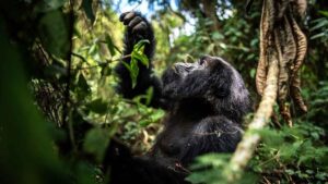 Gorilla Trekking in Rwanda What are the Rules and Regulations