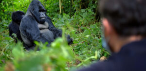 Gorilla Trekking on public Holidays in Uganda and Rwanda