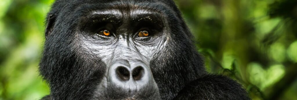 Gorilla escorted safaris