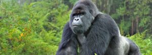 Gorilla safaris