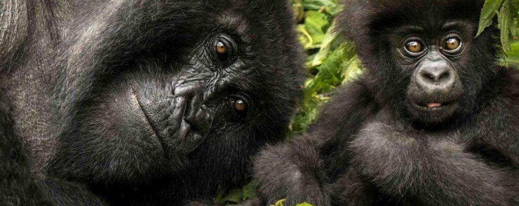 Gorilla trekking: Is a Uganda better than Rwanda safari?