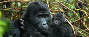 Gorilla trekking; Is the activity Worth the Money?