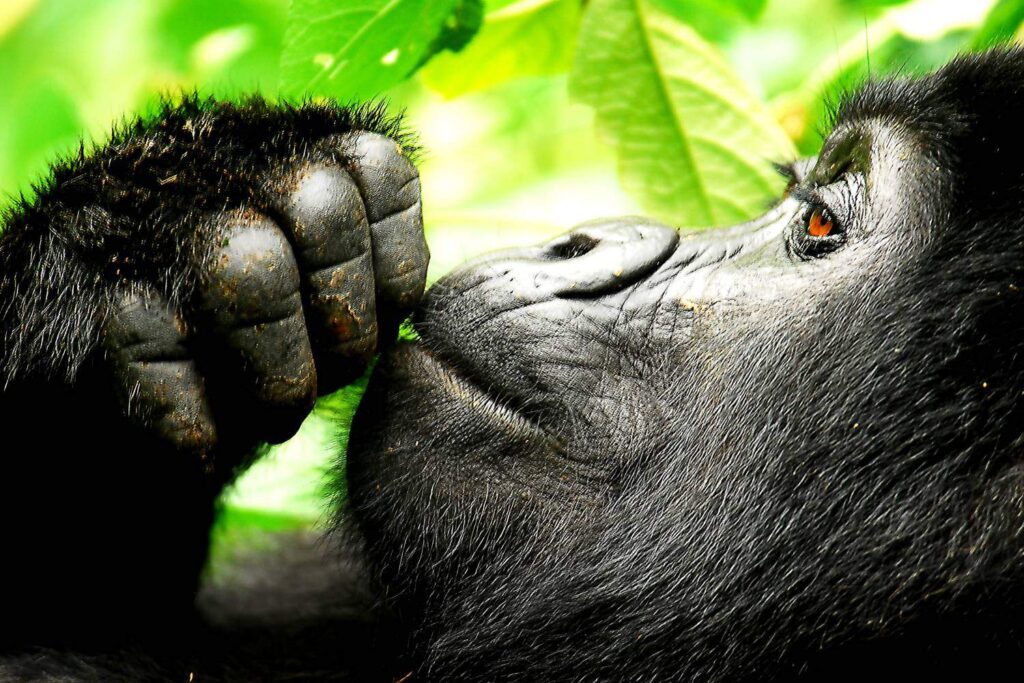 Gorilla trekking Vs Gorilla habituation