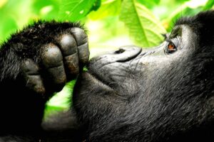 Gorilla trekking Vs Gorilla habituation