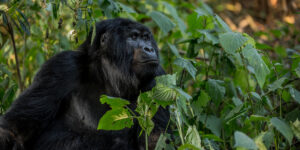 Gorilla trekking in Africa: what you need to know before the trip