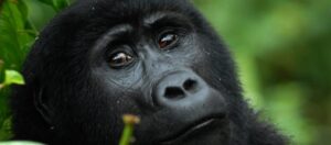 Gorillas in Rwanda: In what proximity can you view them?