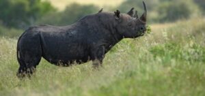 Guided vs self-drive safaris in Tanzania