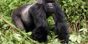 How can I see Gorilla in Uganda cheaply? (Budget safari)