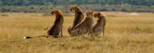 How do you get to the Masai Mara?