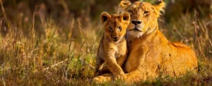 How many days do you need on Rwanda safari (5 to 7 days)