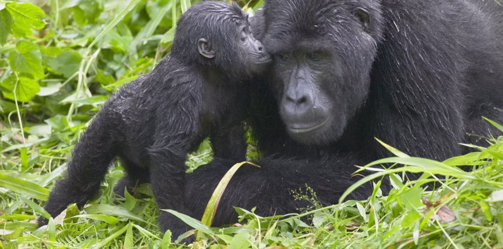 How many hours can one spend with mountain gorillas in the wild?