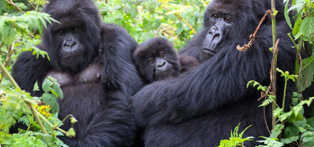 How much does a 7-day Rwanda and Tanzania safari cost?