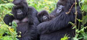 How much does a 7-day Rwanda and Tanzania safari cost?