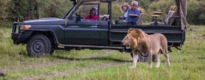 How to go on an African safari on Budget?