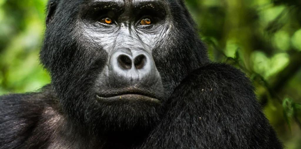 How to prepare for Uganda Gorilla Trekking Safaris?