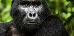 How to prepare for Uganda Gorilla Trekking Safaris?