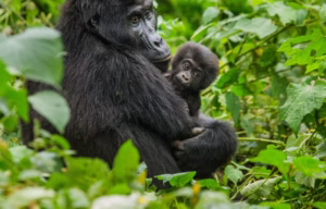I day Gorilla trekking in Volcano national park from Kigali