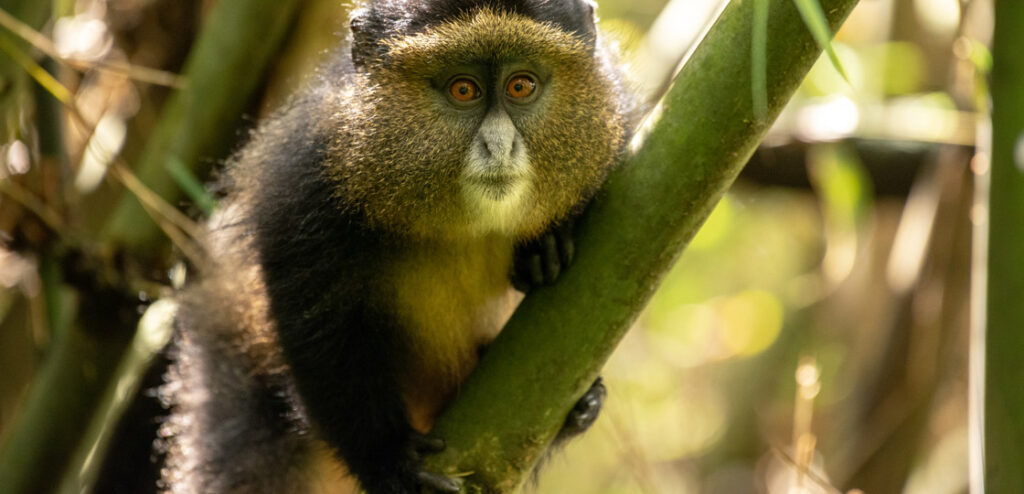 I day golden monkey trekking in Mgahinga from Kigali