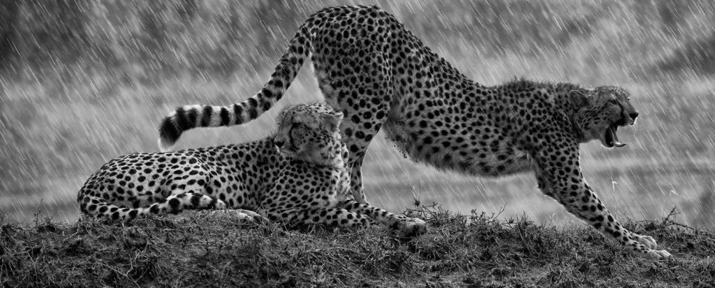 Is rainy season good for African safari and gorilla trekking?