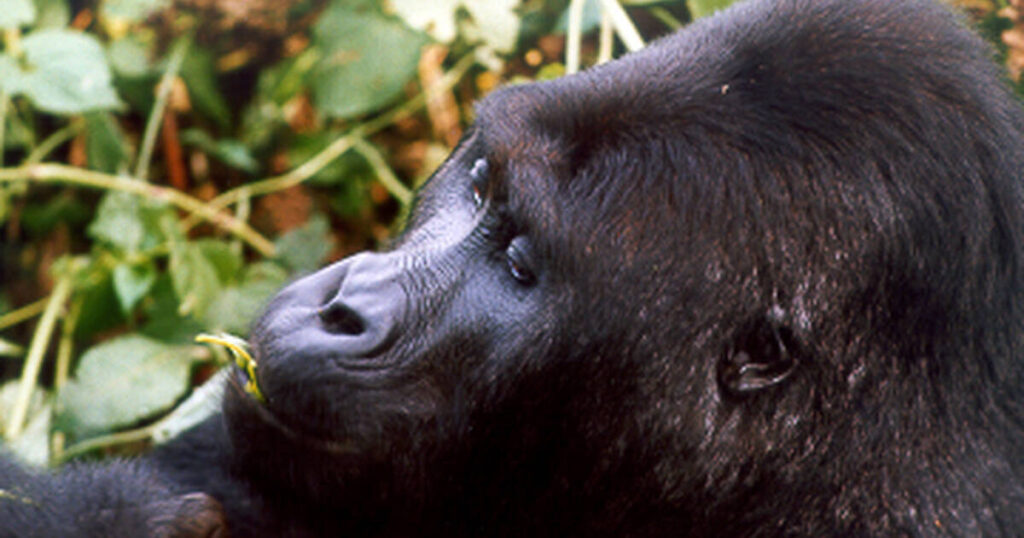 Kahuzi Biega National Park