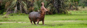 Katavi National Park - the best African experience