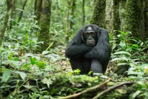 Primate Photographic Safaris