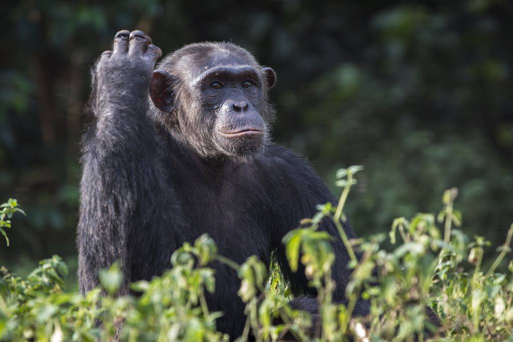 Kibira National Park Burundi