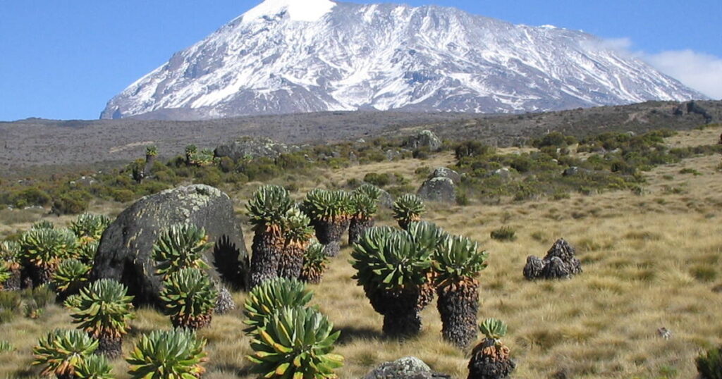 Kilimanjaro popularity