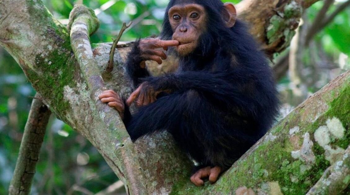 Kyambura Wildlife Reserve