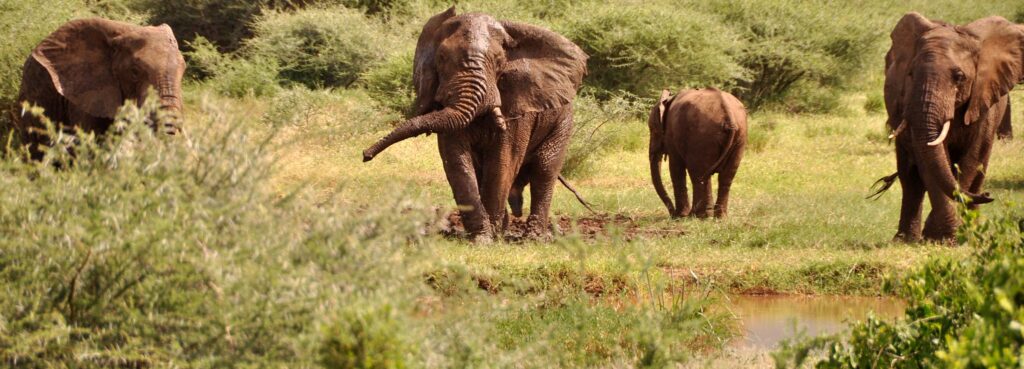 Lake Manyara National Park - The Tanzanian Unique adventure