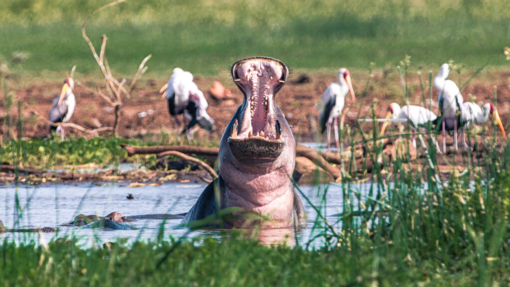 Lake Mburo National park