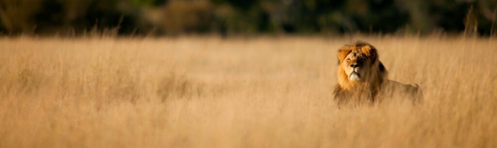 Lion Research tracking at Queen Elizabeth National Park