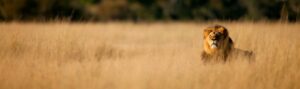 Lion Research tracking at Queen Elizabeth National Park
