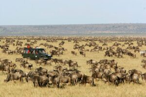 14 Days Best of Africa Rwanda Tanzania & Zanzibar Safari