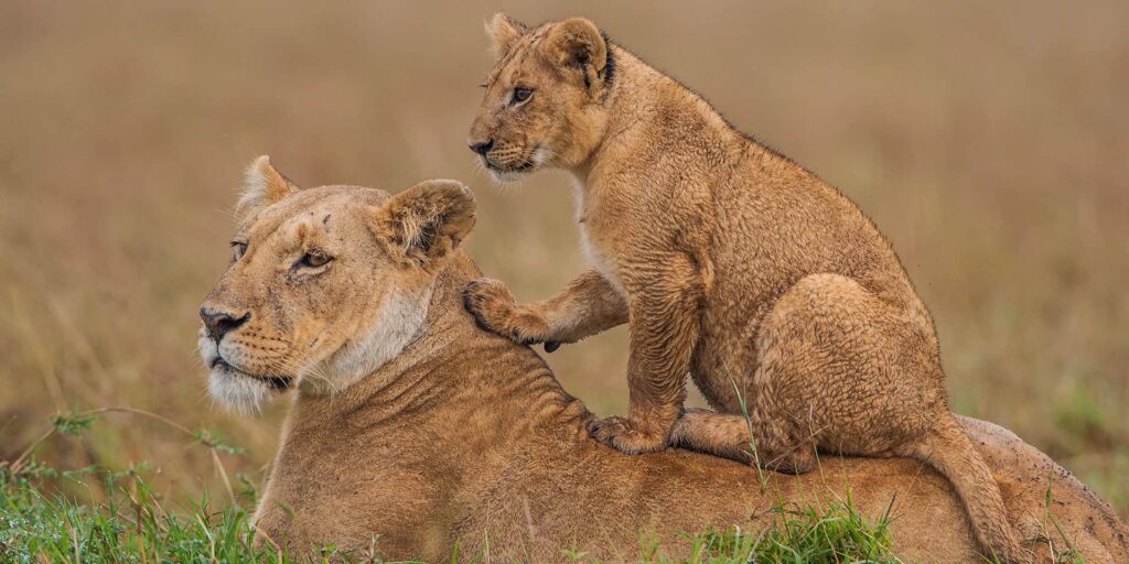 Masai Mara Game Reserve