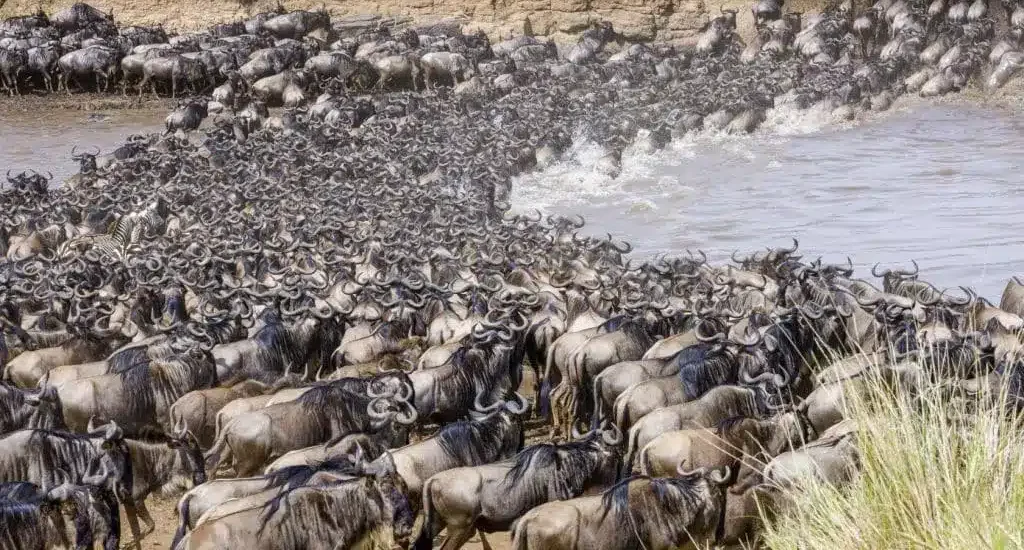 Masai Mara: How long does the great migration last?