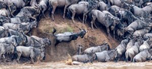 Masai Mara-Serengeti Wildebeest Migration circuit  