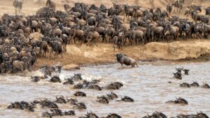 Masai Mara vs Serengeti