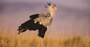 Masai mara birding