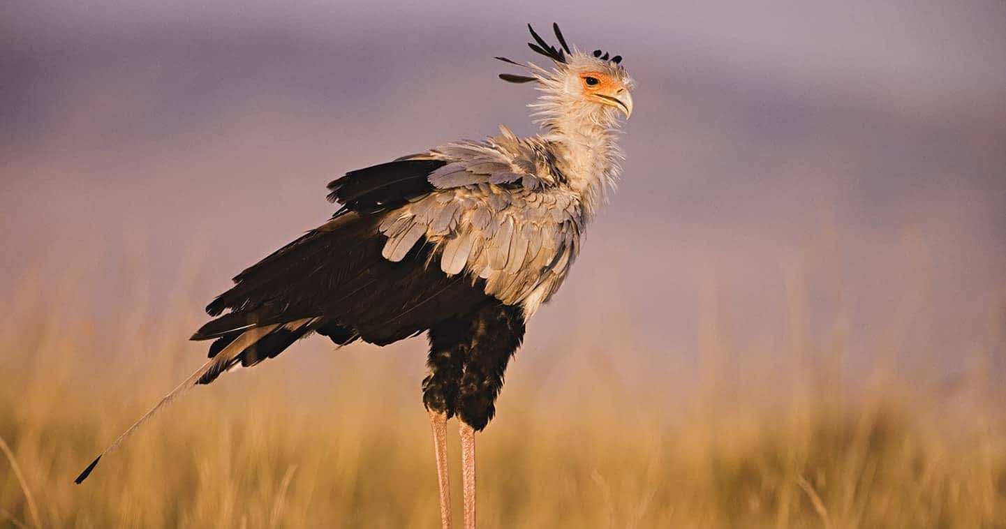 Masai mara birding