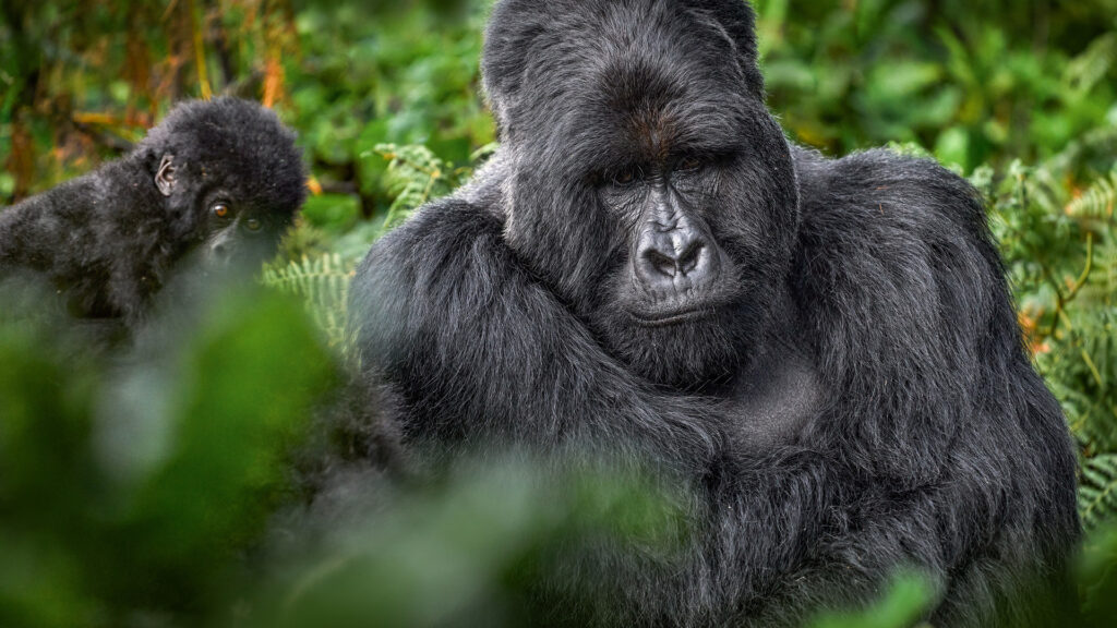 Mgahinga National park