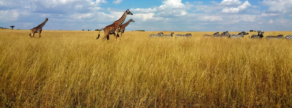 Mikumi National Park: For your budget safaris