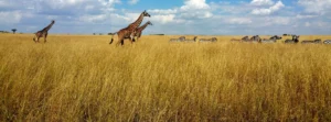 Mikumi National Park: For your budget safaris