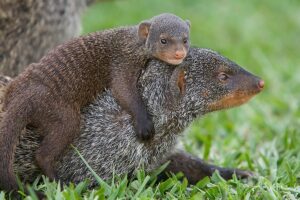 Mongoose trekking