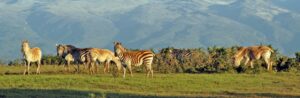 Mount Kenya National Park: The beauty and Biodiversity of Kenya